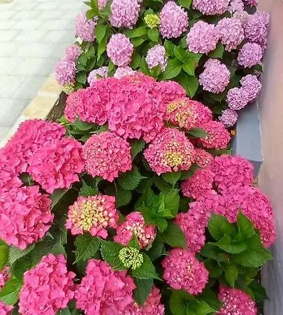 House Fantasy With Pool *