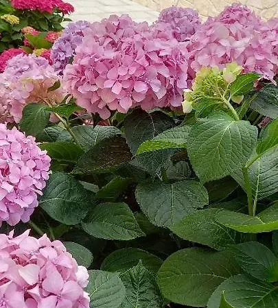 Hébergement de vacances House Fantasy With Pool *