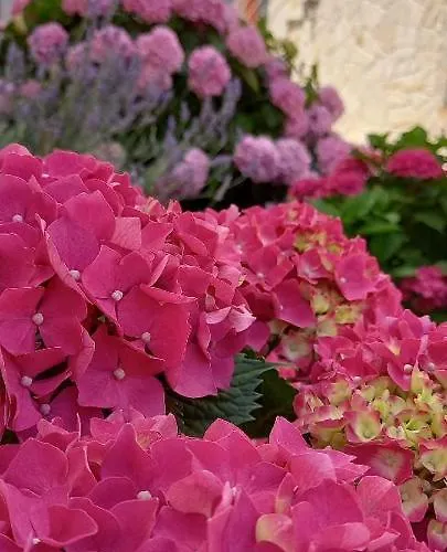 بيت للعطل House Fantasy With Pool