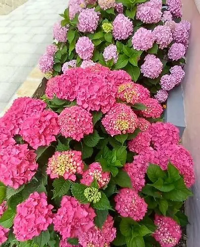 House Fantasy With Pool *