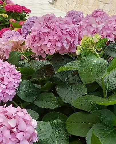 Vakantiehuis House Fantasy With Pool *